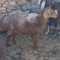 بزو بزغاله|حیوانات مزرعه|بیرجند, |دیوار