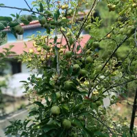 ویلای ساحلی سند دار ۱۰۰ قدمی ساحل شفارود|فروش خانه و ویلا|رضوانشهر, |دیوار