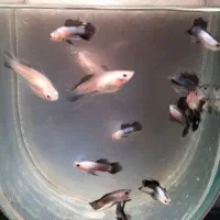 گوپی خاص پاندا ریبون،پنگو ،بلو متال و کوی بالن