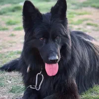 سگ ژرمن بلک