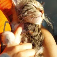 گربه ماده خانگی