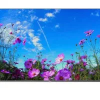 تلویزیون جی پلاس ۵۵