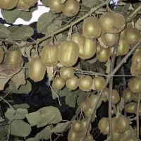 کیوی شما را خریداریم