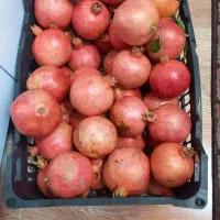 انارتنگ‌سیاب‌مجلسی۳۰کیلو
