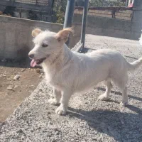 سگ شیتزو|سگ|قزوین, |دیوار