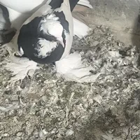 کبوتر|پرنده|تبریز, |دیوار