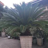 سیکاس|گل و گیاه طبیعی|رشت, آب و برق|دیوار