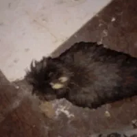 مرغ و خروس|حیوانات مزرعه|جیرفت, |دیوار