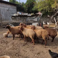 بره گوسفند ۹تا