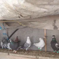 کبوتر|پرنده|مرودشت, ولایت|دیوار