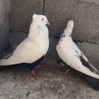 جفت دمبی درجه یک|پرنده|شوشتر, |دیوار