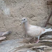 تعدادی کبوتر و جوجه کبوتر