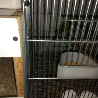 گرینچیک مولد|پرنده|تهران, باشگاه نفت|دیوار