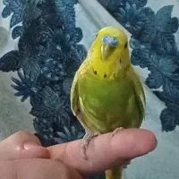 مرغ عشق نر اهلی نژاد دار