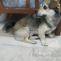 سگ اشپیتز