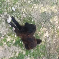 سگ قدرجونی اصیل لاس