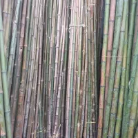 لوله بامبو ۱۰ هزار
