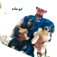 توله قدرجونی|سگ|اصفهان, خوراسگان|دیوار
