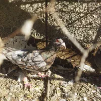 کلاغ نواری سار سینه کله