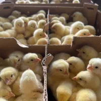 تولیدتهران جوجه رنگی گوشتی محلی اردک بوقلمون غاز|حیوانات مزرعه|تهران, کرمان|دیوار