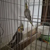 عروس هلندی مولد