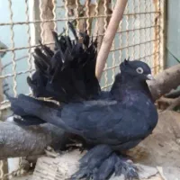 کبوتر دم چتری پاپر شاهبالی آمریکایی|پرنده|اصفهان, خواجو|دیوار