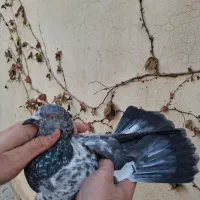 کبوترپرشی عطیقه|پرنده|ارومیه, |دیوار