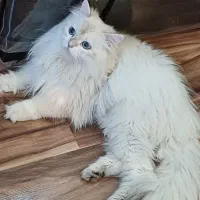 گربه نر با کد خاصBy1233|گربه|رشت, نیکمرام|دیوار