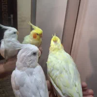 طوطی عروس هلندی لوتینو و البینو