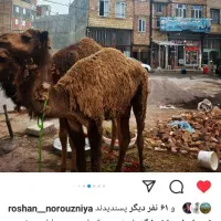 گوشت شتر حیدربابا