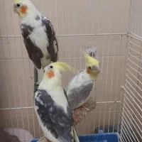 عروس هلندی|پرنده|تهران, بریانک|دیوار