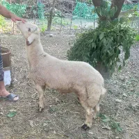 ۳ عدد بره جوان و سالم ۶ ماهه