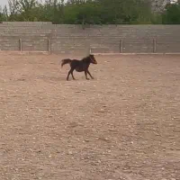 کره نریان پونی فلا بلا