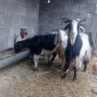 بز داشتی ابستن|حیوانات مزرعه|بهبهان, |دیوار