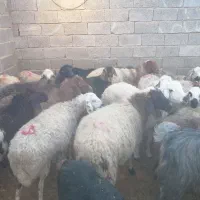 میش. بز. ارسنجان
