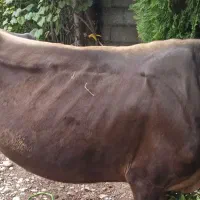 گاو|حیوانات مزرعه|سنگر, |دیوار