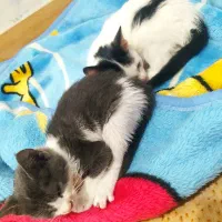 واگذاری بچه گربه