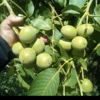 گردو با مغز سفید درشت ،پوست نازک