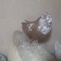 رنگ بازیکن
