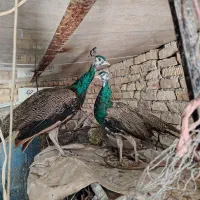 جفت طاووس یک ونیم ساله مصری و دوتا طوطی برزیلی|پرنده|مرودشت, زنگی آباد|دیوار