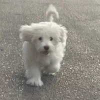 توله شیتزو تیریر|سگ|بندرعباس, |دیوار