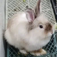 خرگوش های لوپ جرسی و لوپ آنگورا|موش و خرگوش|قم, جهان بینی|دیوار