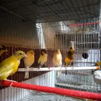 انواع قناری موجود است