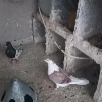 کبوتر|پرنده|آشخانه, |دیوار