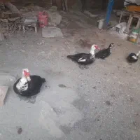 ۵تااردک  سالم وسروحال