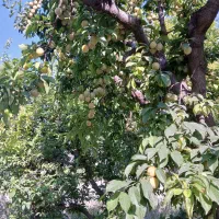 فروش-زمین