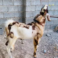 گوسفند(نری)|حیوانات مزرعه|رودخانه, |دیوار