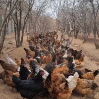 فروش مرغ تخم گذار گلپایگانی