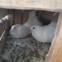 کبوتردم چتری