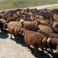 گوسفند زنده مغان|حیوانات مزرعه|کرج, باغستان|دیوار